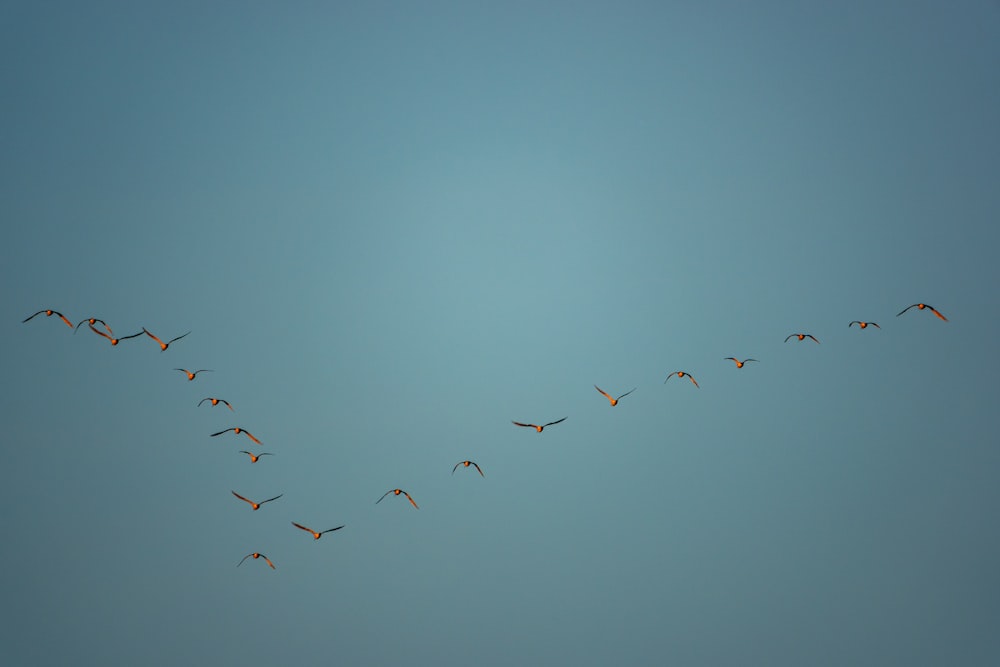 birds flying under blue sky during daytime