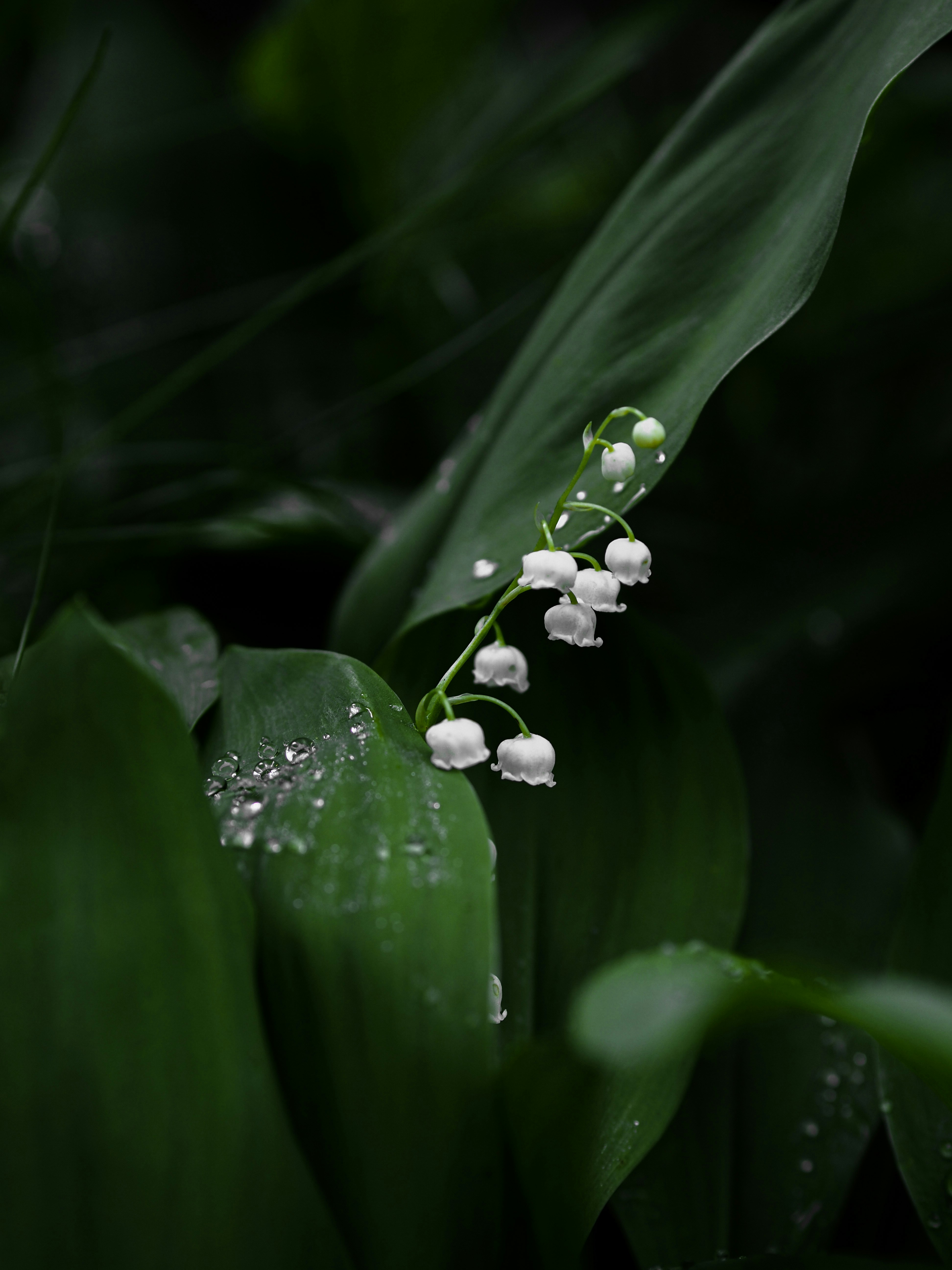 Photo by sonyapix