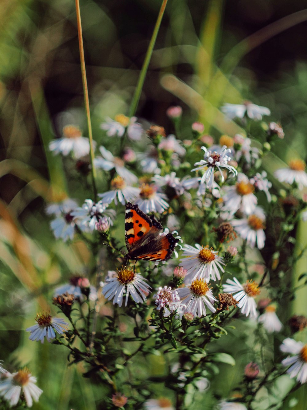 orange black and white butterfly perched on white flower