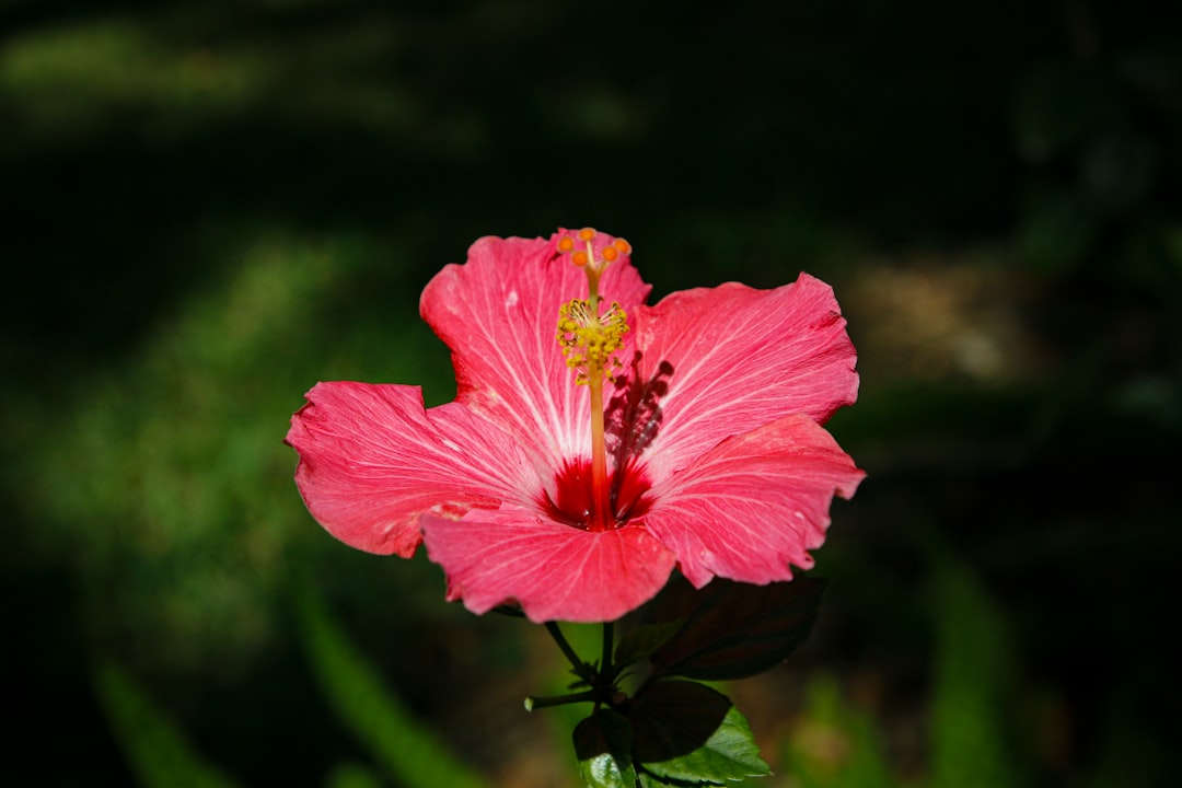 pink hibiscus in bloom during daytime