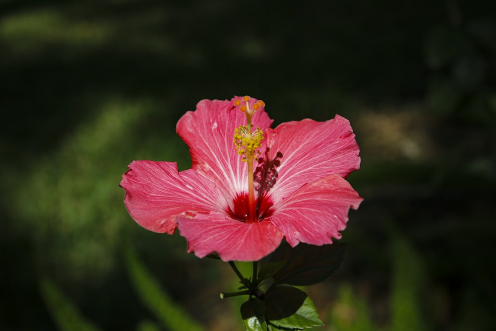 pink hibiscus in bloom during daytime