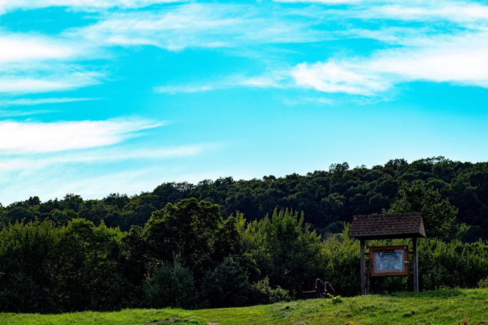 green trees under blue sky during daytime