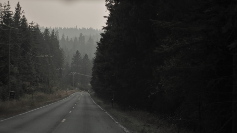 gray asphalt road between green trees during sunset