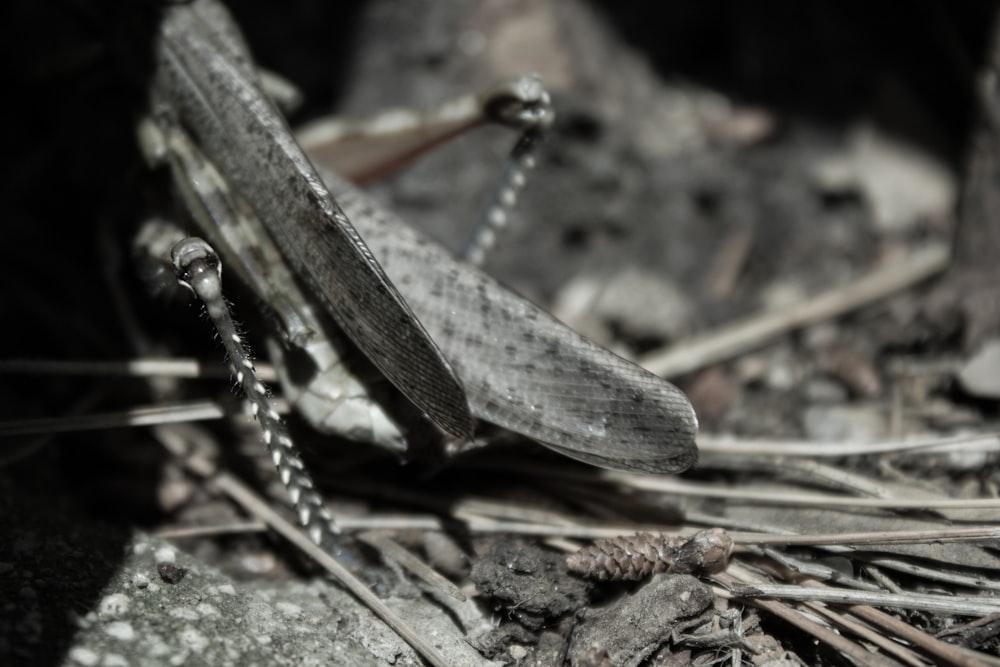 gray grasshopper on brown soil during daytime