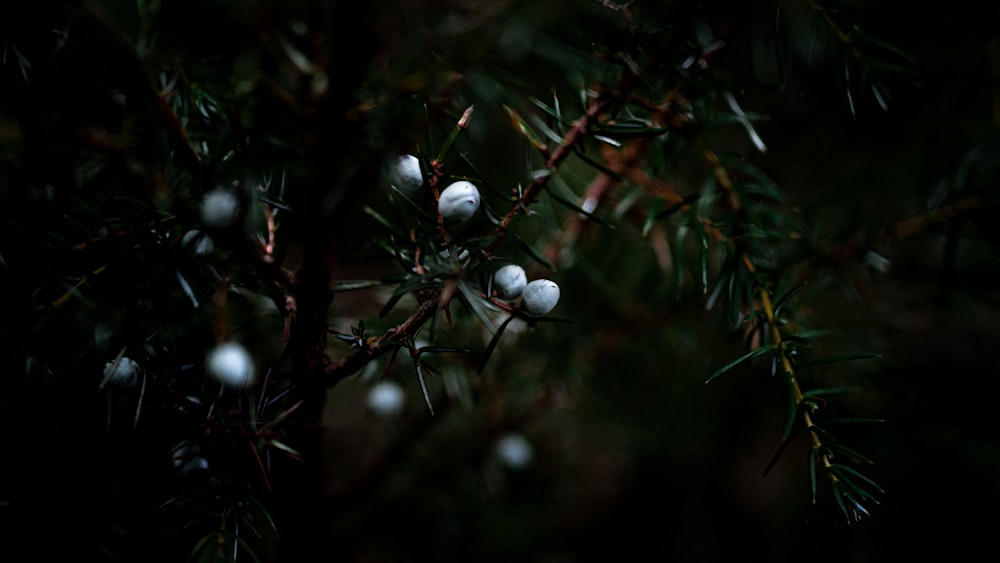 Fruit rond blanc sur branche d’arbre brun