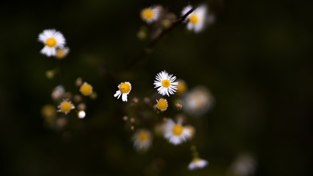 昼間に咲く白と黄色のデイジーの花