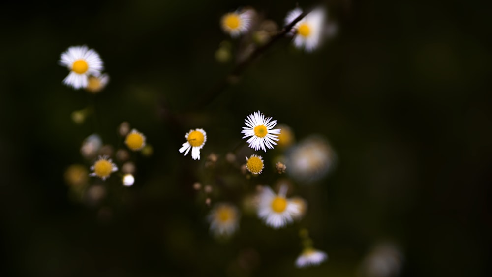 white and yellow daisy flowers in bloom during daytime