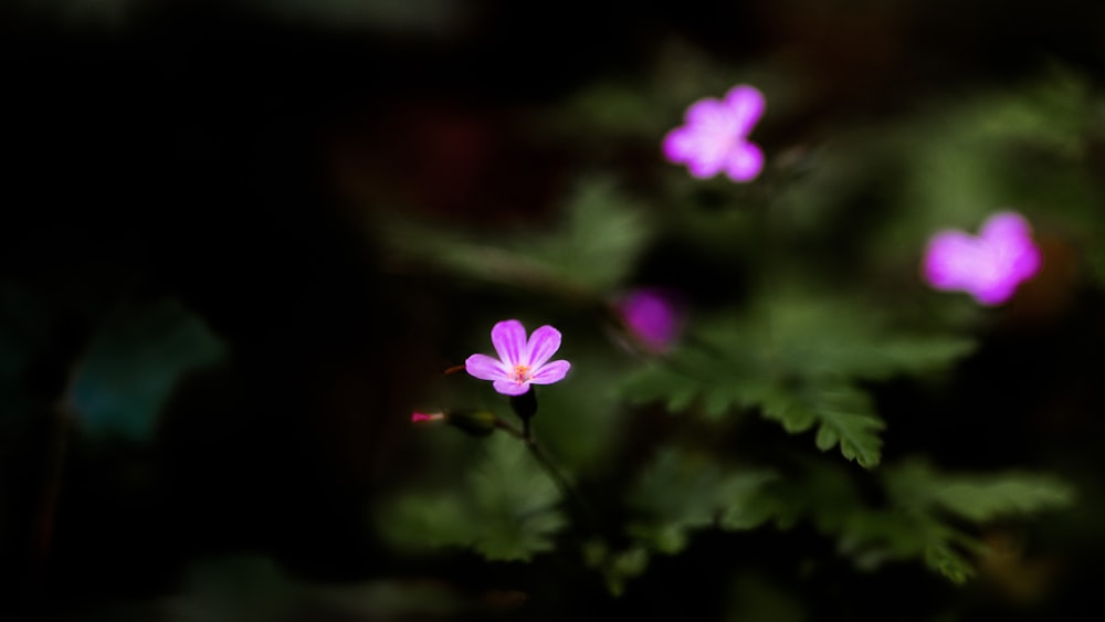 purple flower in tilt shift lens