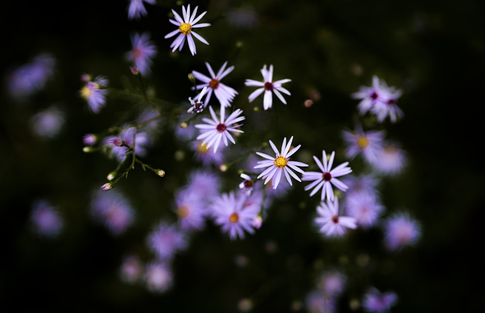 white and purple flower in close up photography