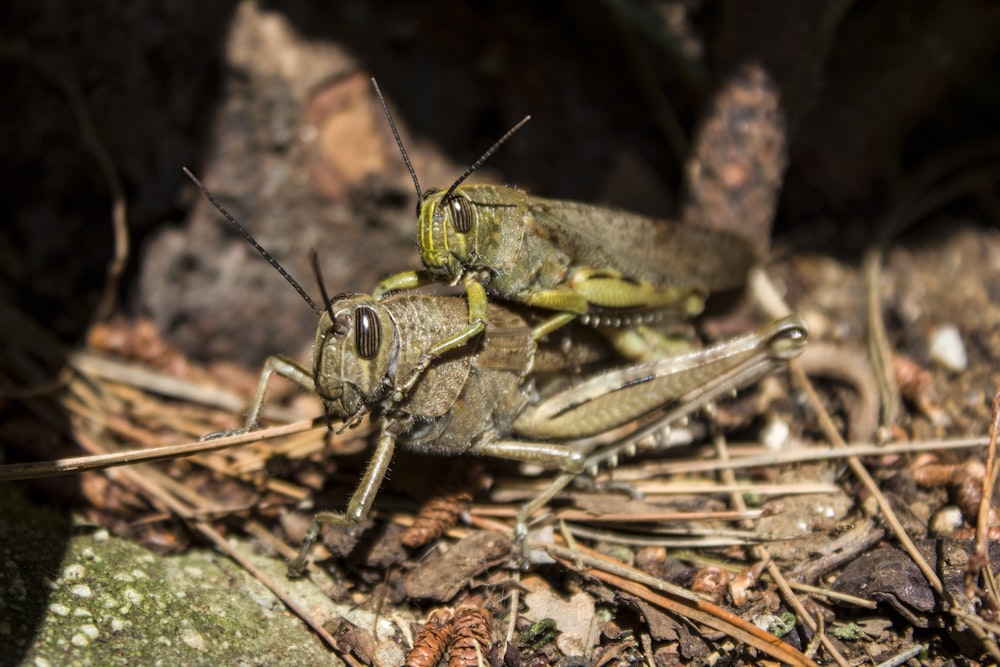 green grasshopper on brown dried leaves