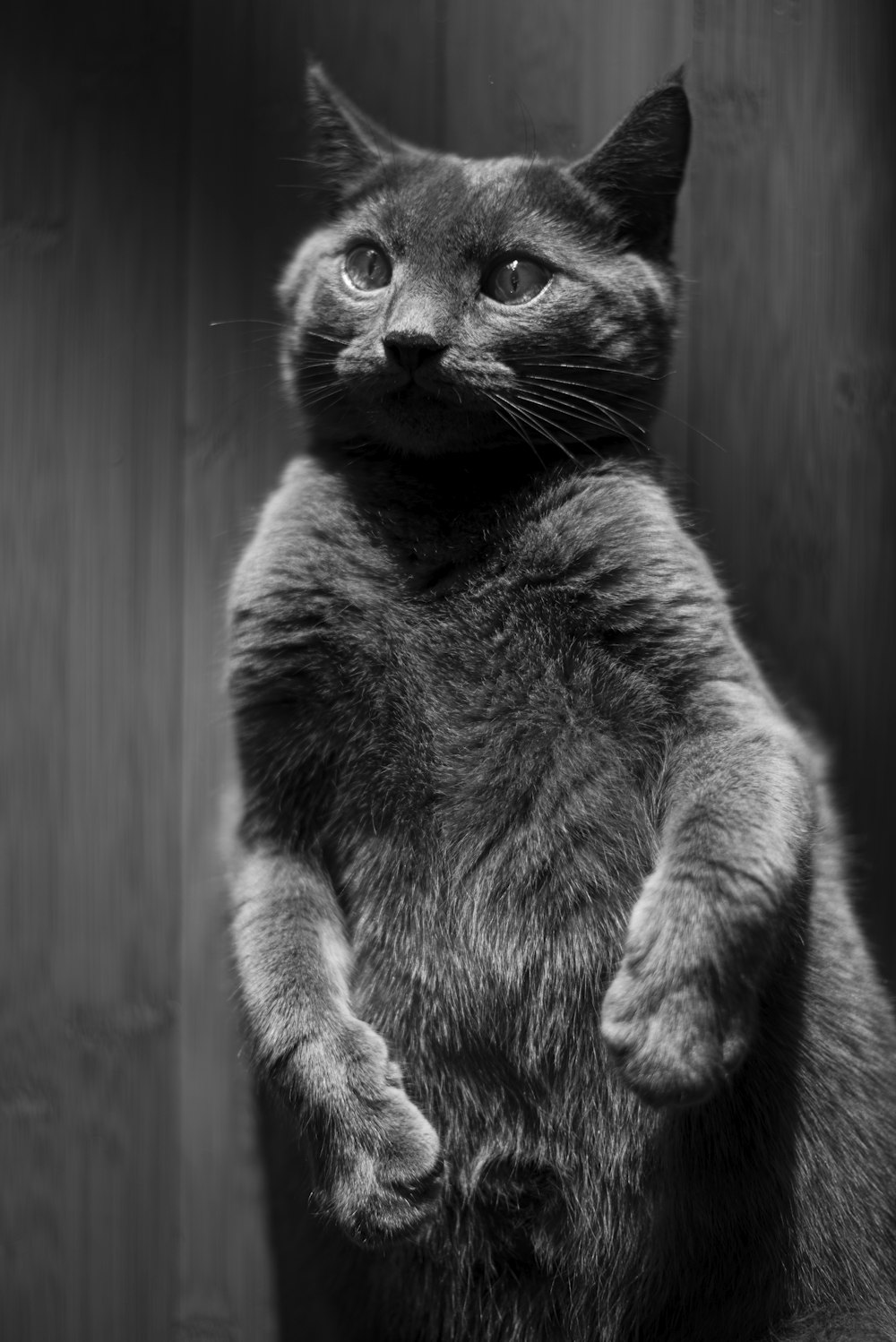 grayscale photo of cat on wooden surface