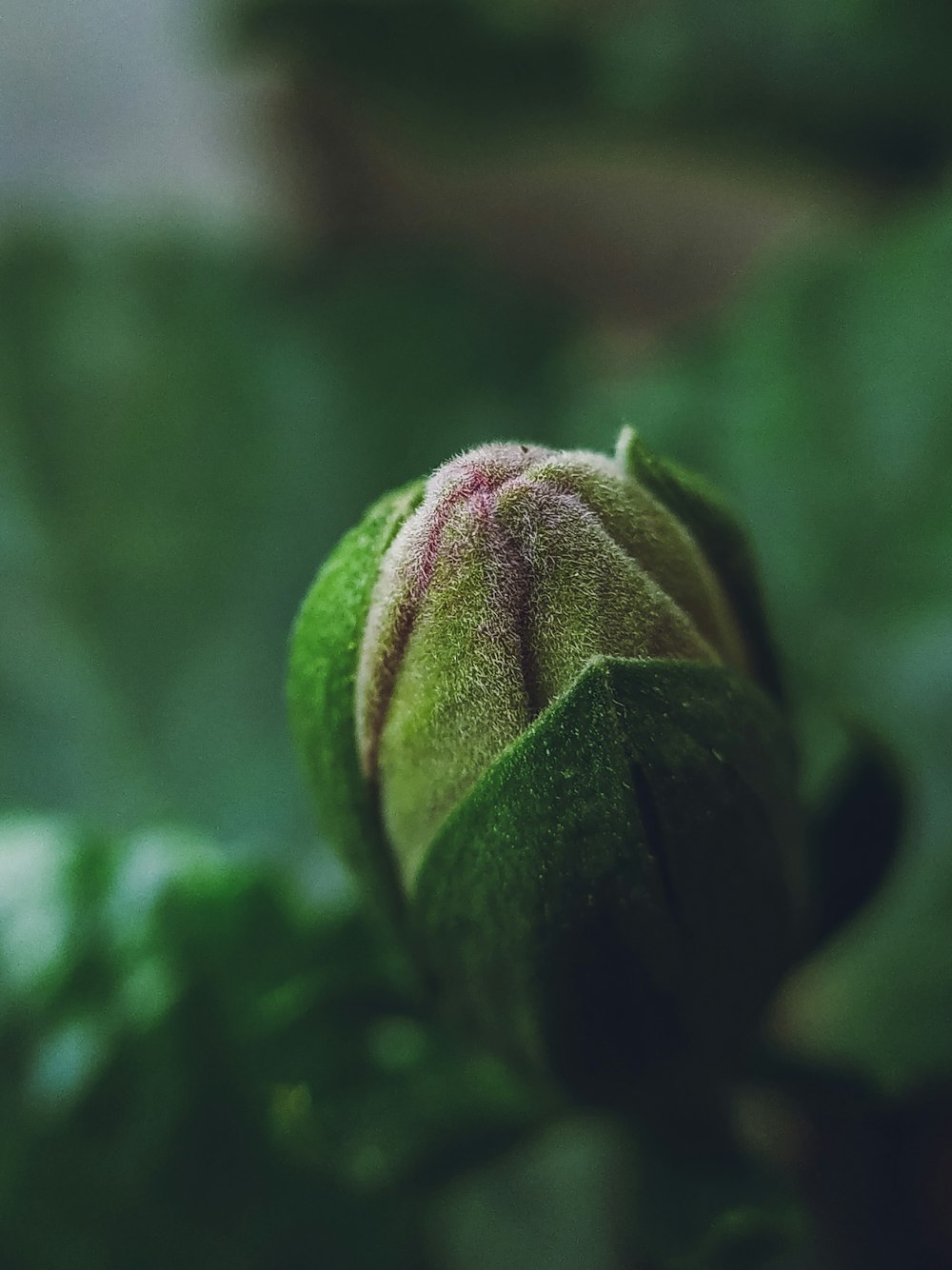 green and purple flower bud in macro shot