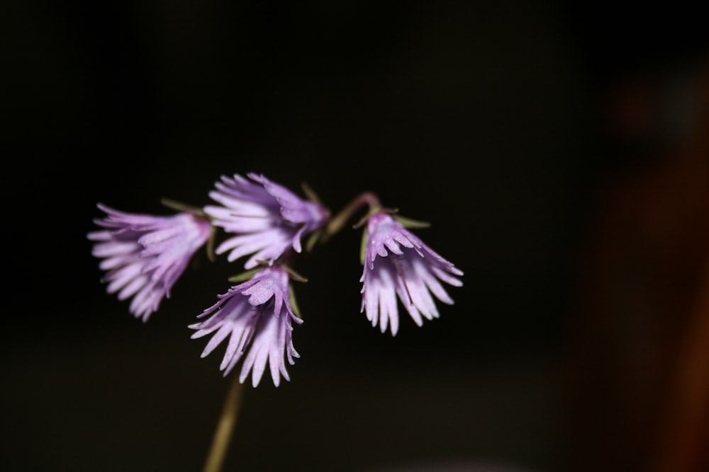 purple flower in tilt shift lens