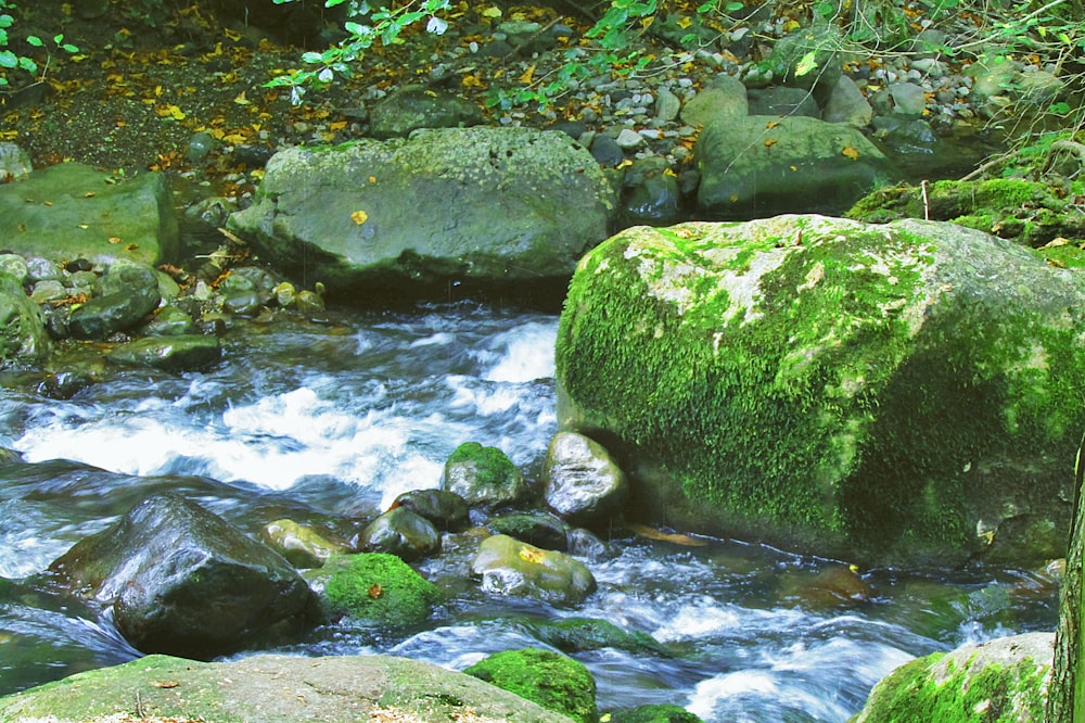 green moss on rock near river