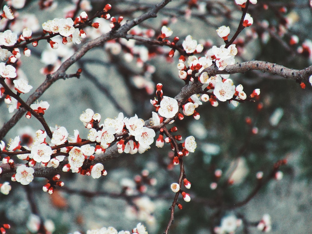 red and white round fruits