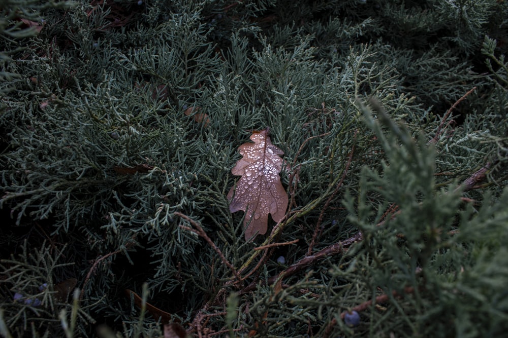 brown dried leaf on green grass