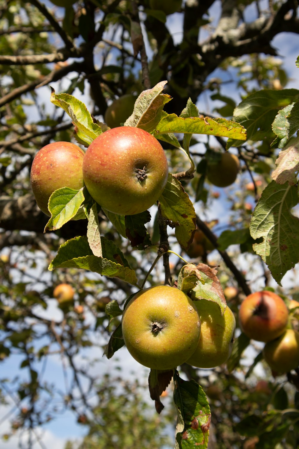 red and green apples on tree during daytime