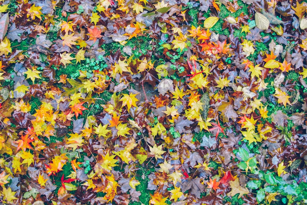 yellow red and green leaves on ground