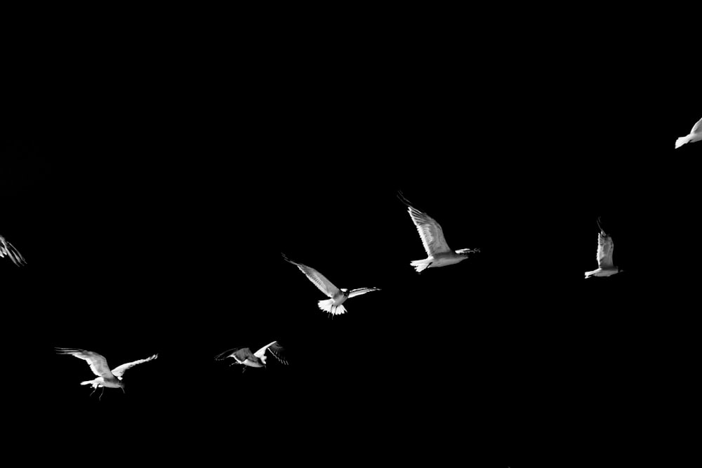 uccello in bianco e nero che vola