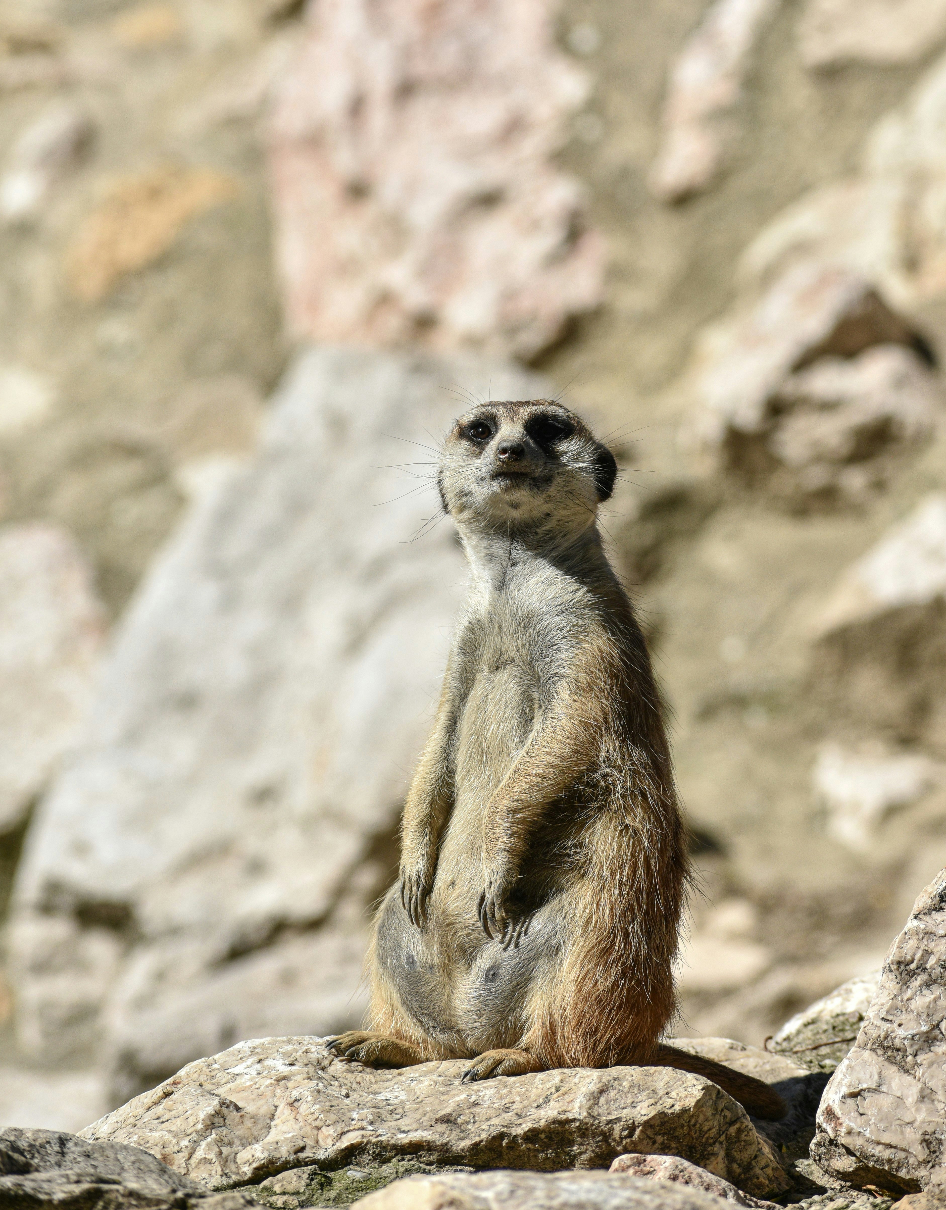 brown and white 4 legged animal on gray rock during daytime