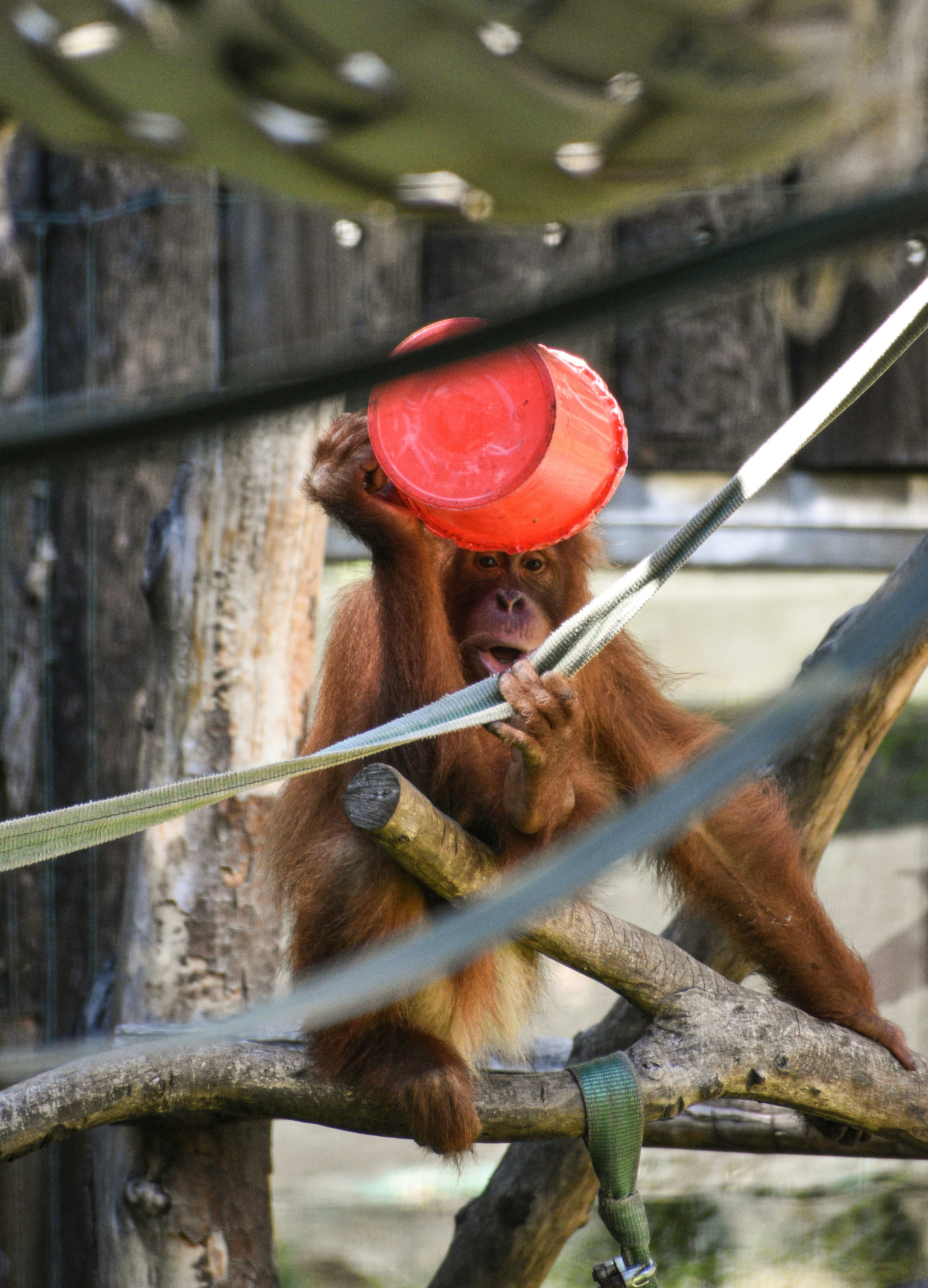 brown monkey on tree branch during daytime