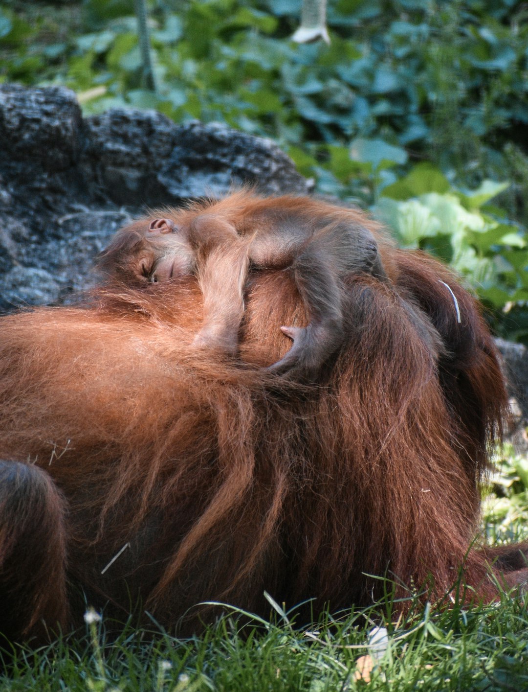 brown monkey on gray rock during daytime