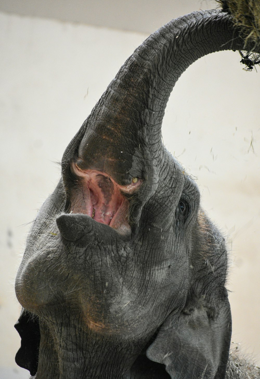 elephants mouth in close up photography