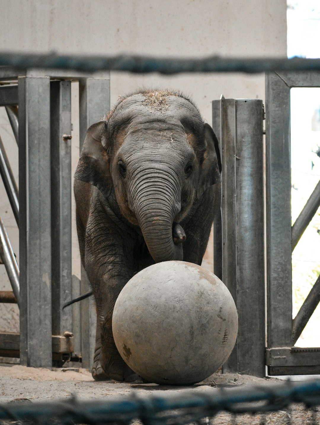 elephant with white ball on head