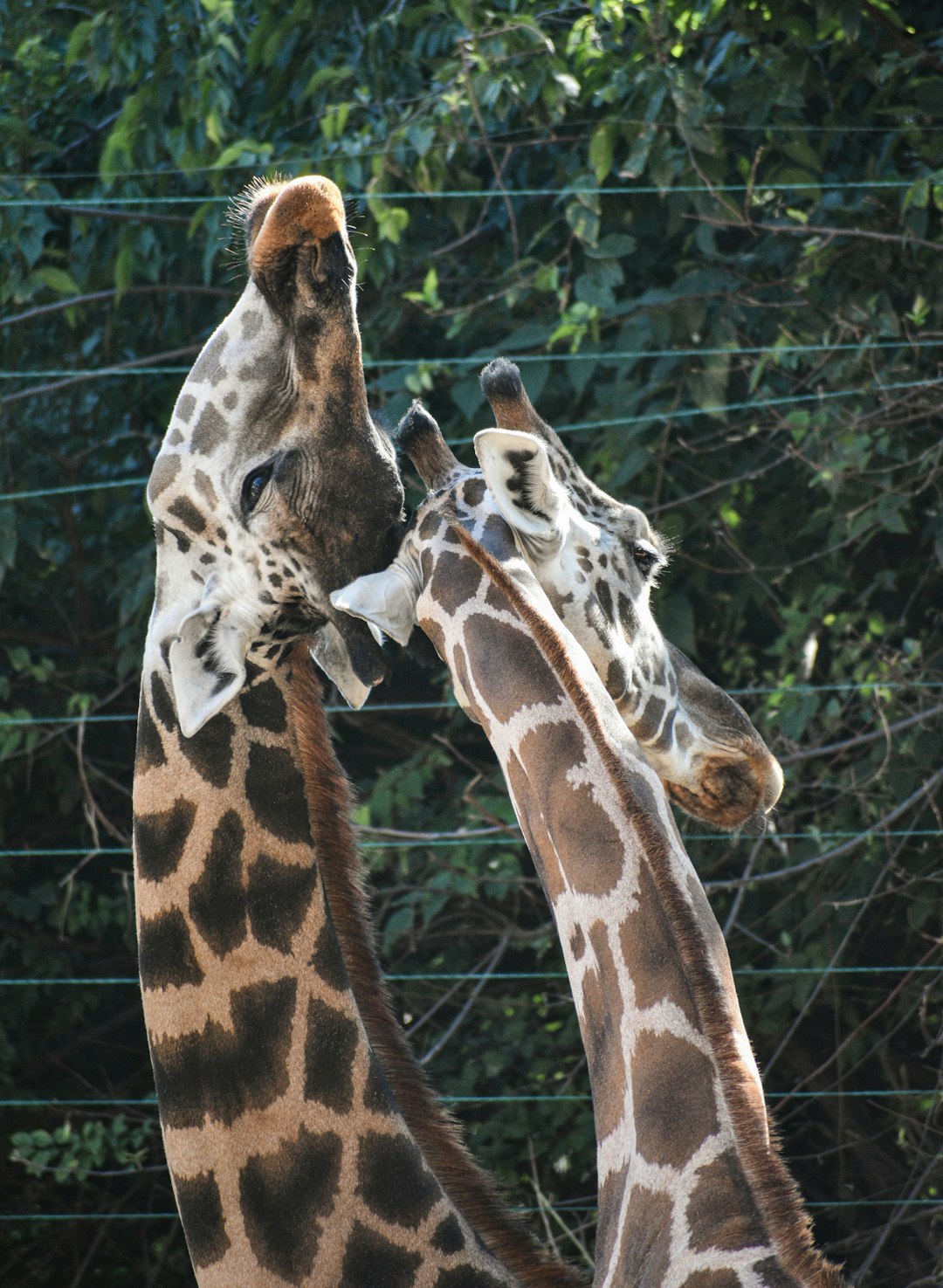 brown and white giraffe in forest during daytime