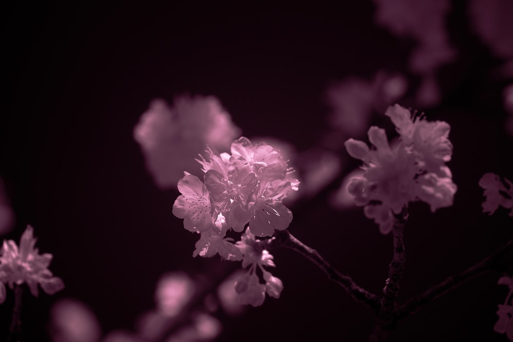 pink flower in black background