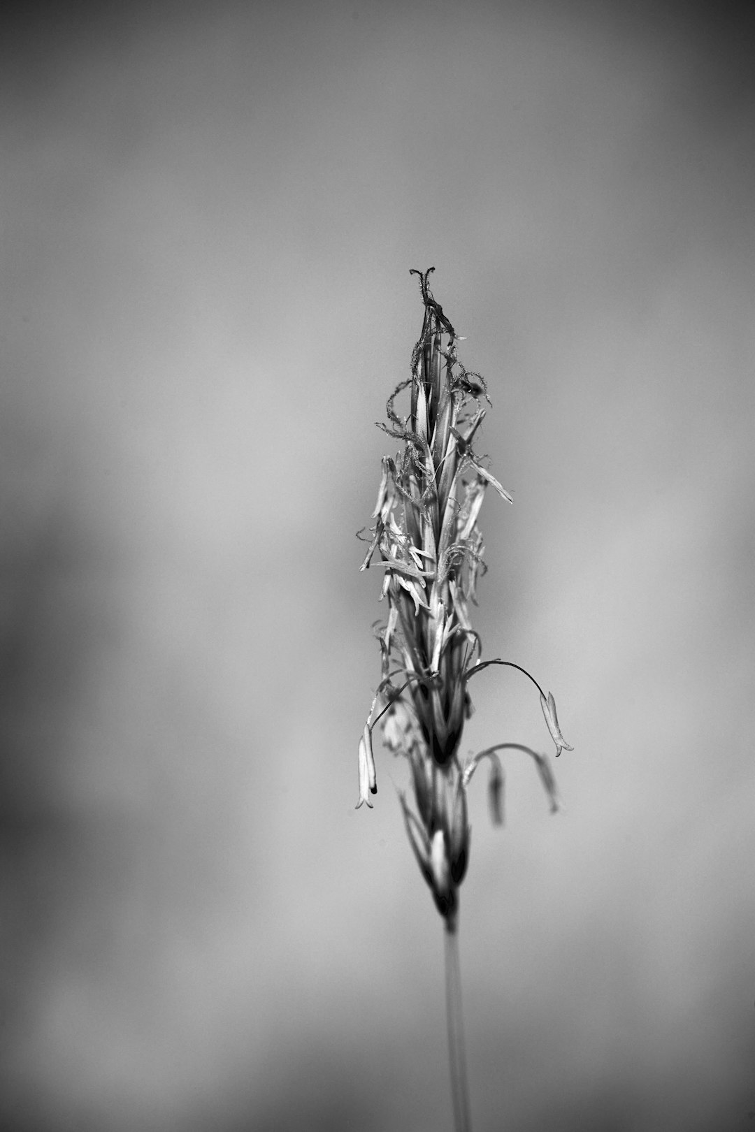 grayscale photo of plant with water droplets