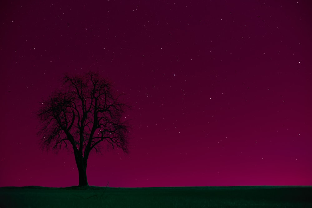 bare tree under purple sky
