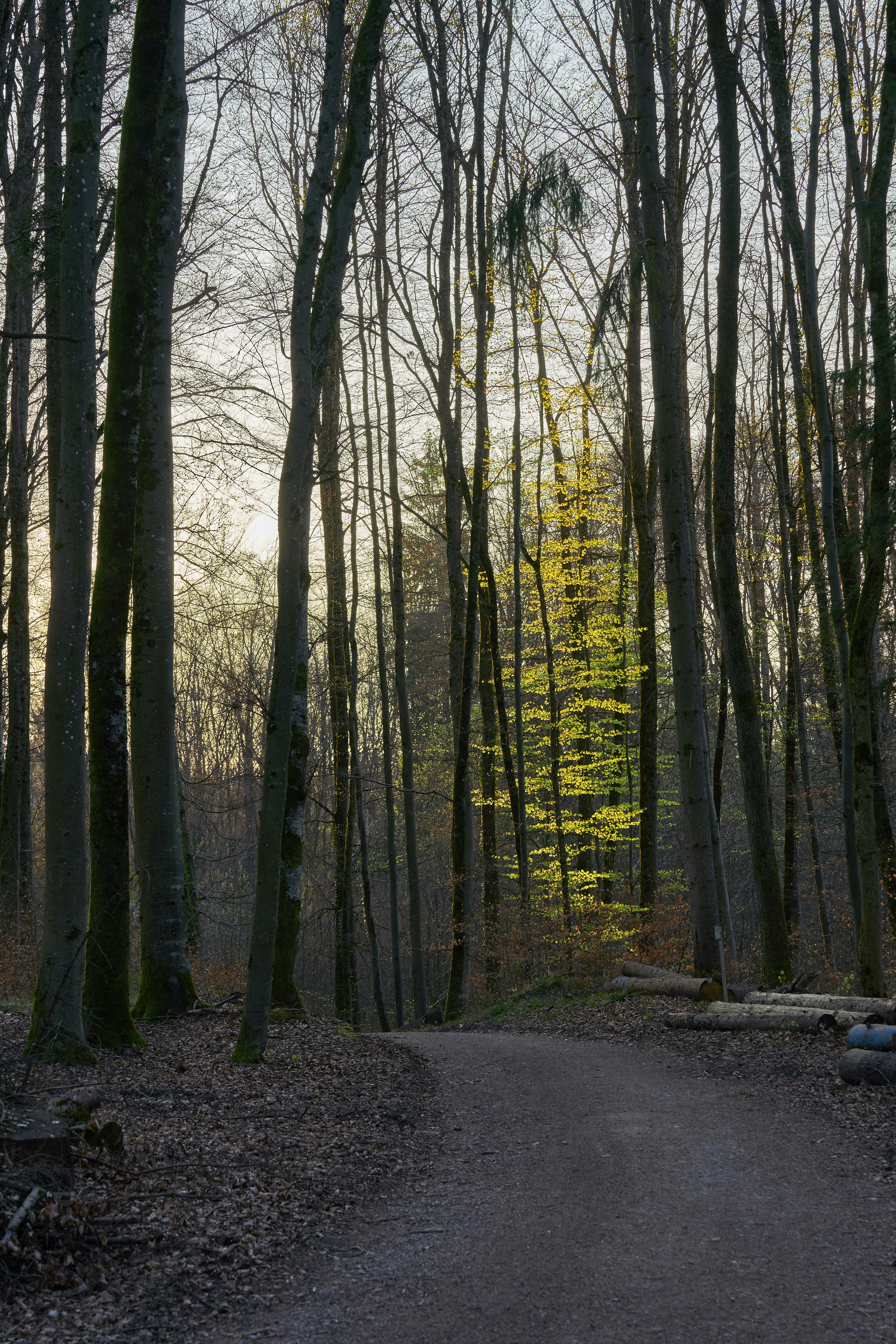 Photo by wolfgang_hasselmann