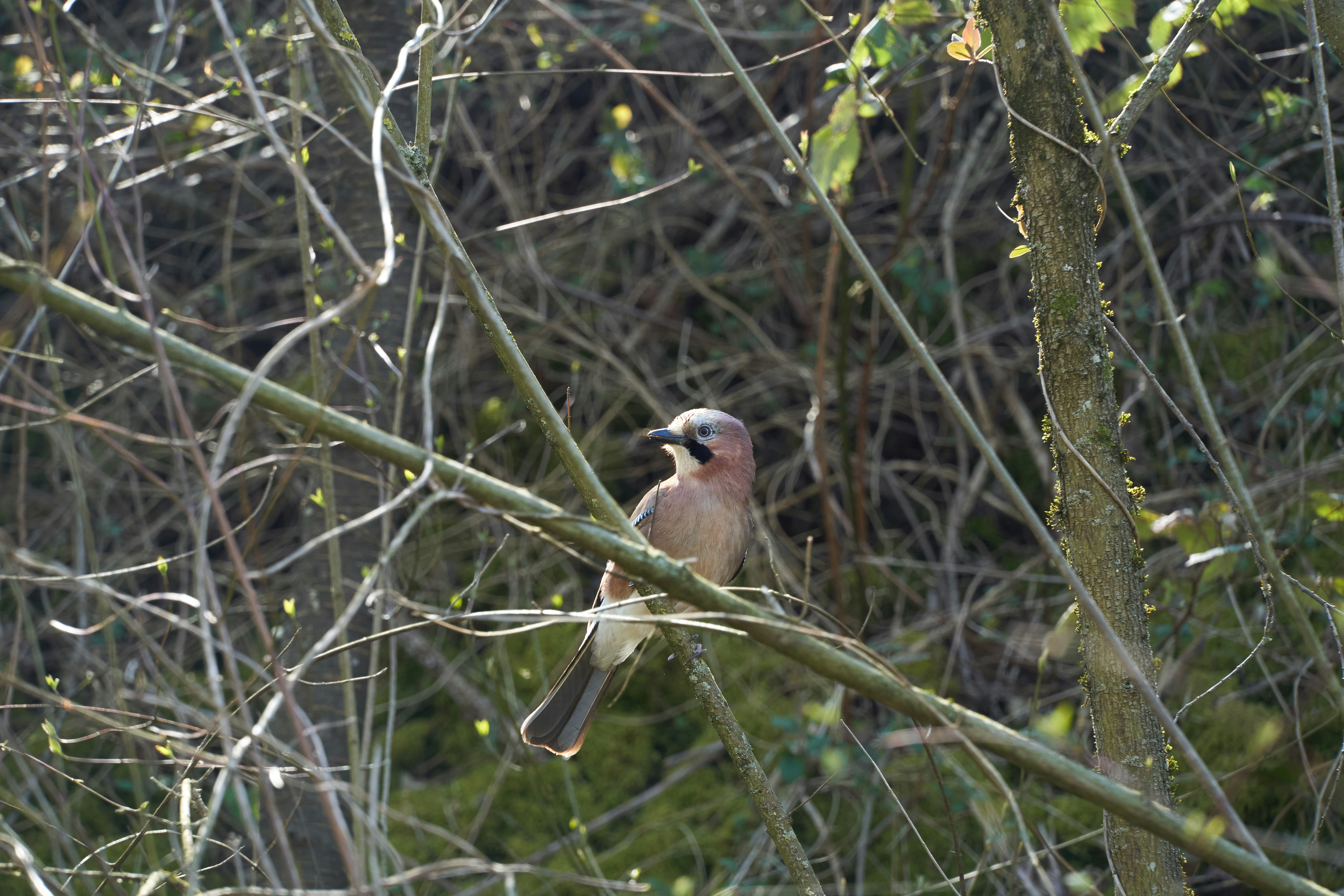 oiseau brun et blanc sur branche d’arbre