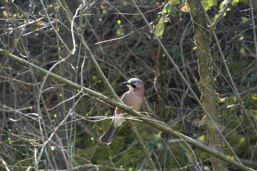 brown and white bird on tree branch