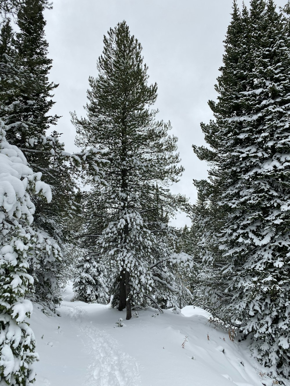 green pine trees covered with snow during daytime