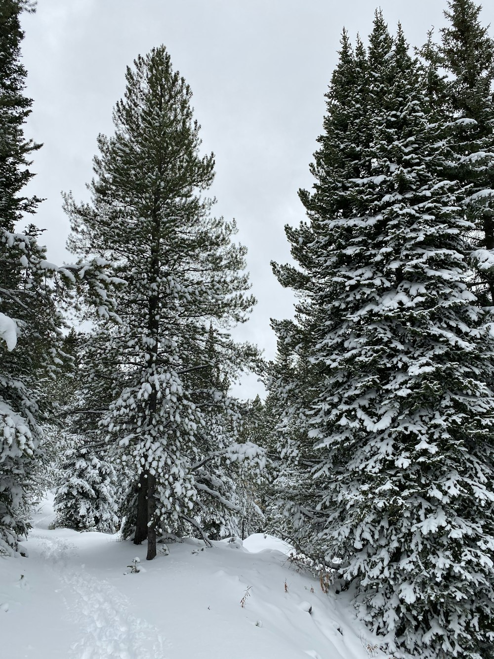 green pine trees covered with snow