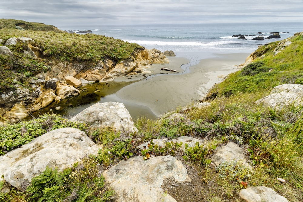 green grass on seashore during daytime