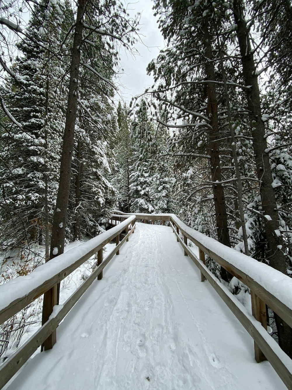 snow covered trees during daytime