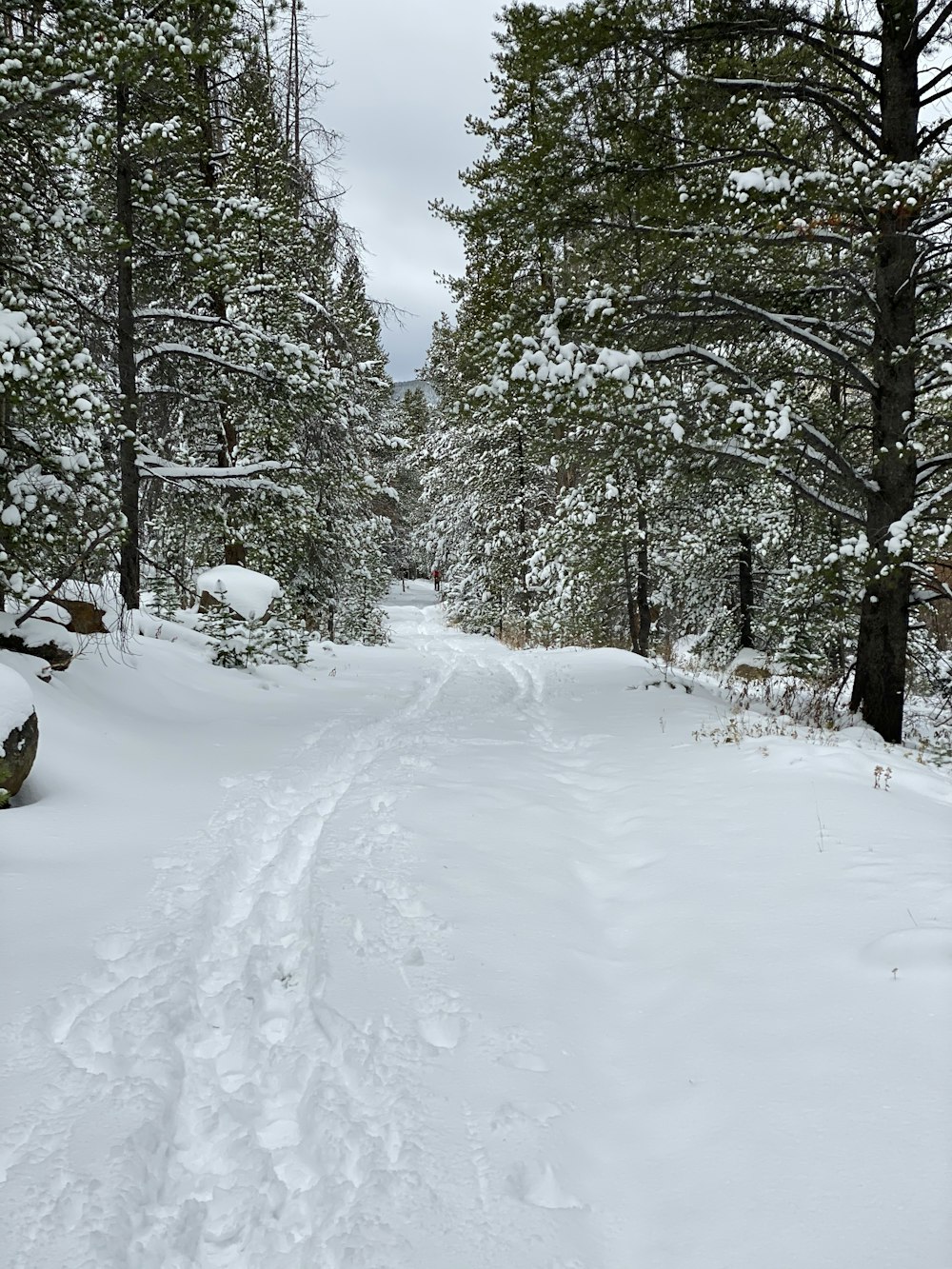 Carretera cubierta de nieve entre árboles durante el día