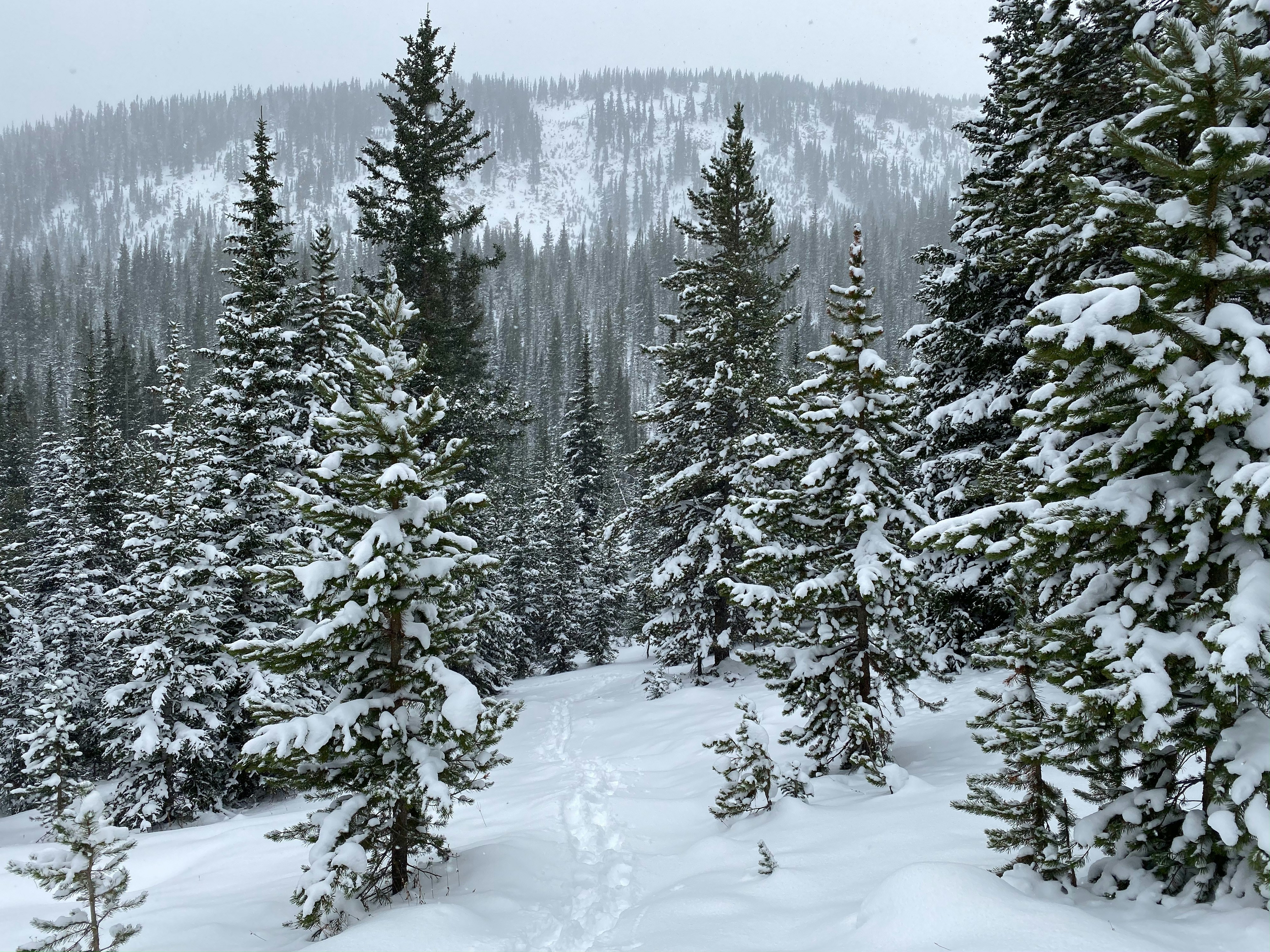 green pine trees on snow covered ground during daytime
