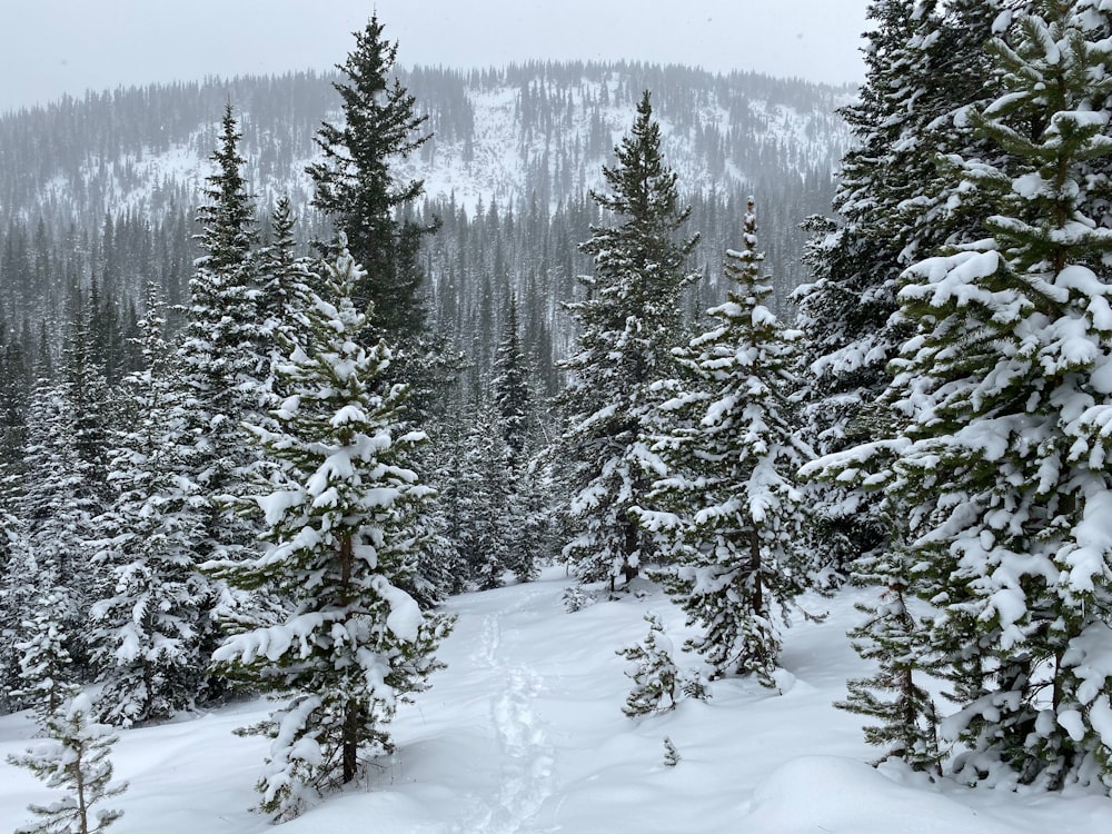 green pine trees on snow covered ground during daytime