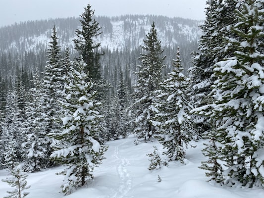 Snow-laden pines along a winter trail at Winter Park