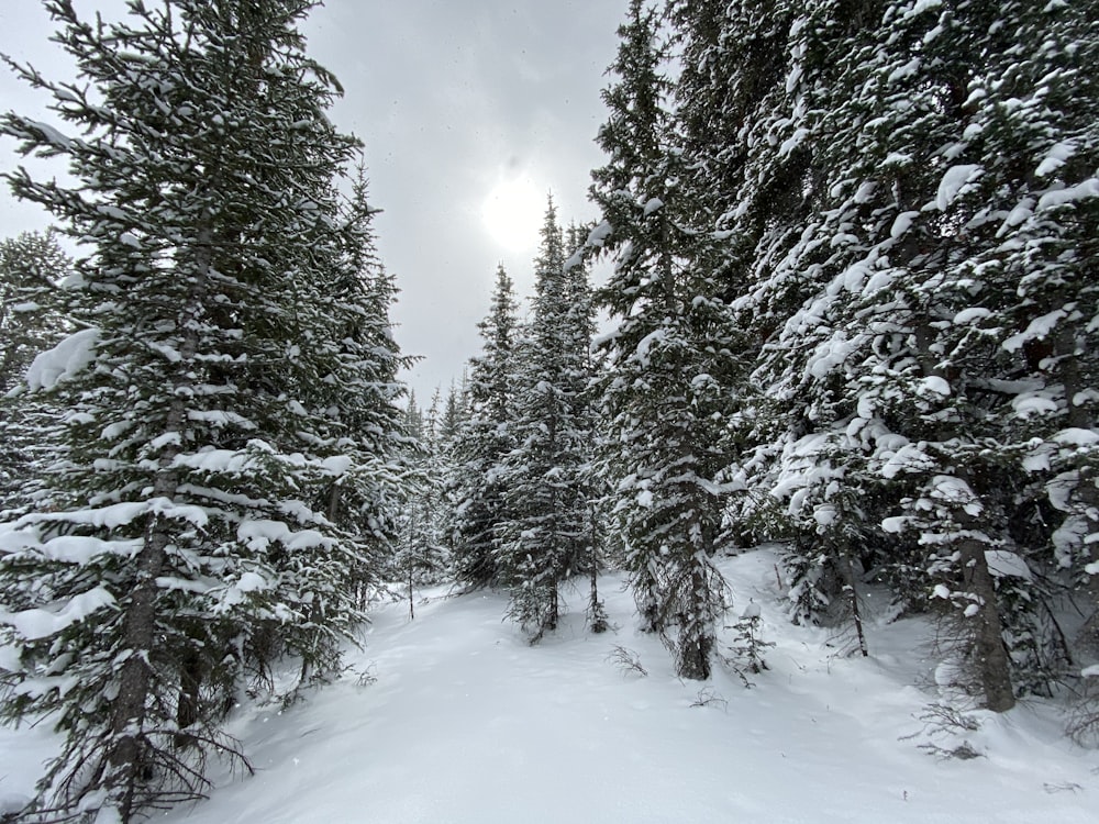 snow covered pine trees during daytime