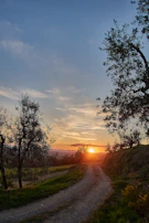 A rural development project team planting trees along a dusty path at sunset.