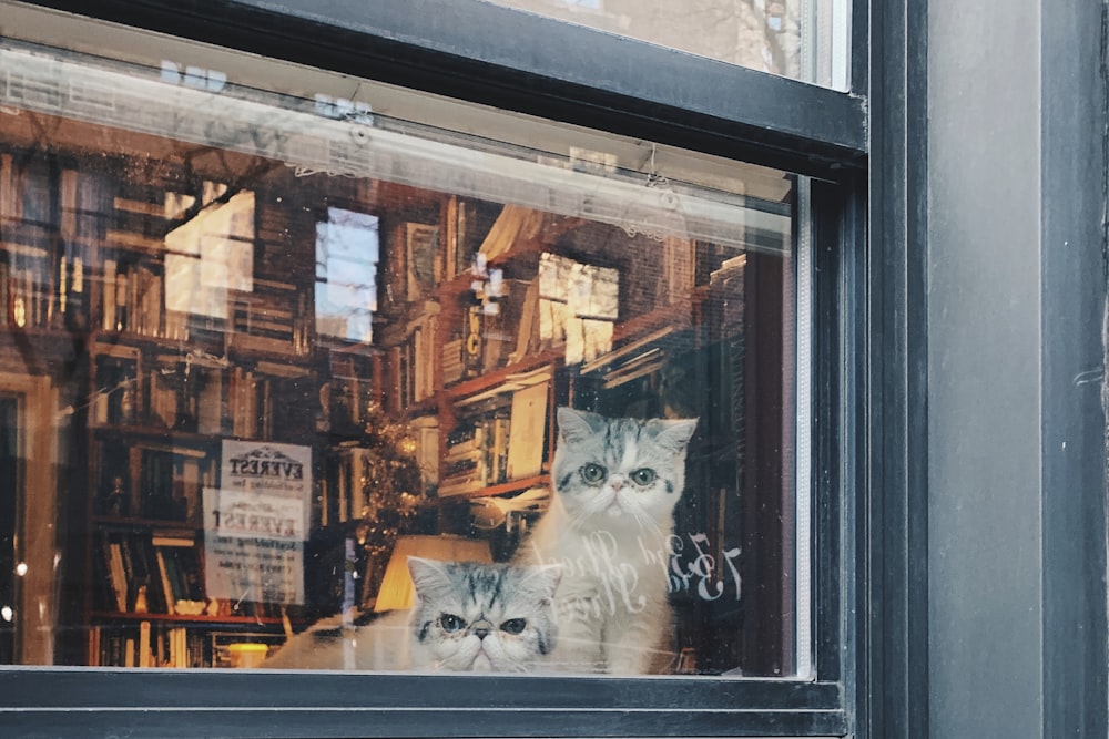 white cat on window during daytime