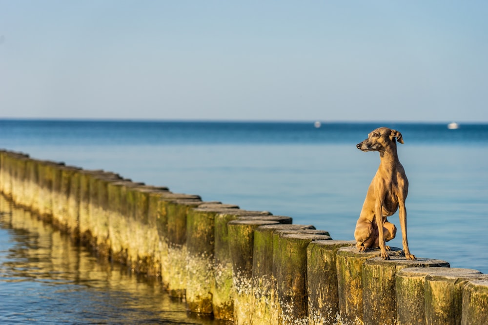 brown short coat large dog sitting on concrete wall near body of water during daytime