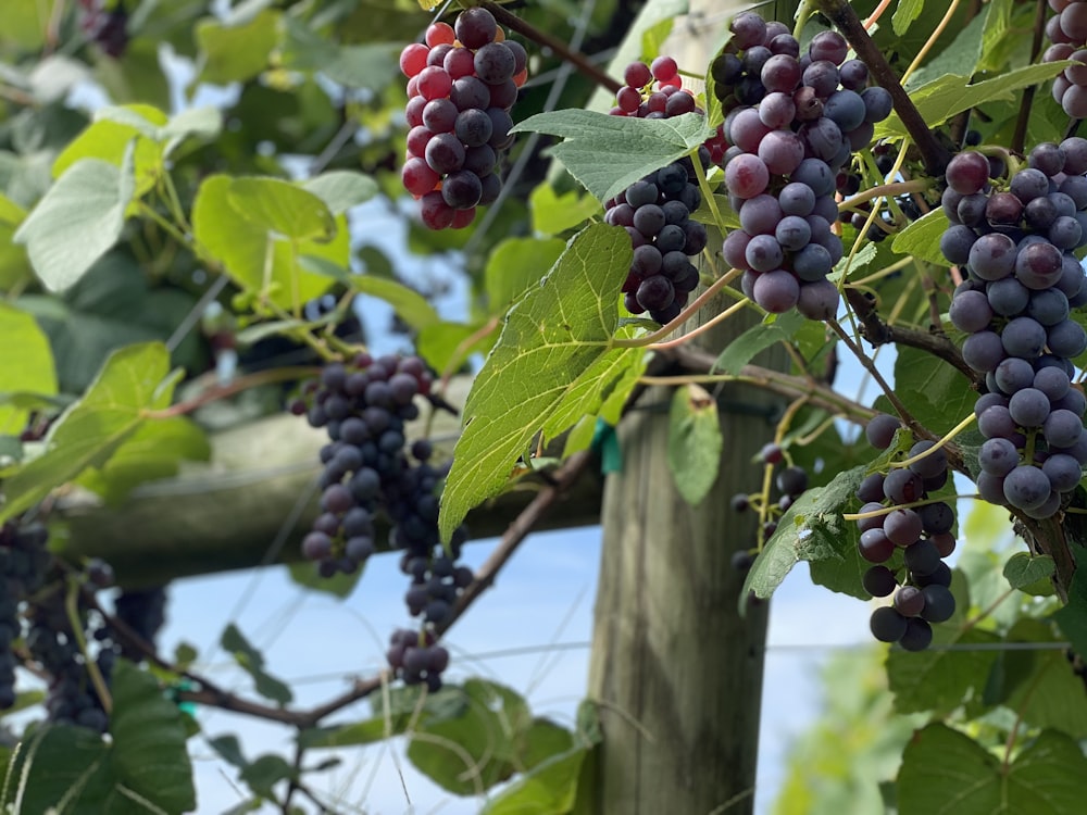 purple grapes on green tree during daytime