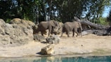 Two elephants walk near a pool of water surrounded by rocky terrain in a zoo-like setting. The background features lush greenery and large rocks.