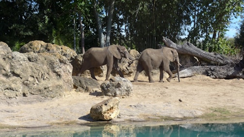 Two elephants walk near a pool of water surrounded by rocky terrain in a zoo-like setting. The background features lush greenery and large rocks.
